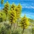 Nasiona-Puya-Chilijska-Puya-Chilensis (3).jpg