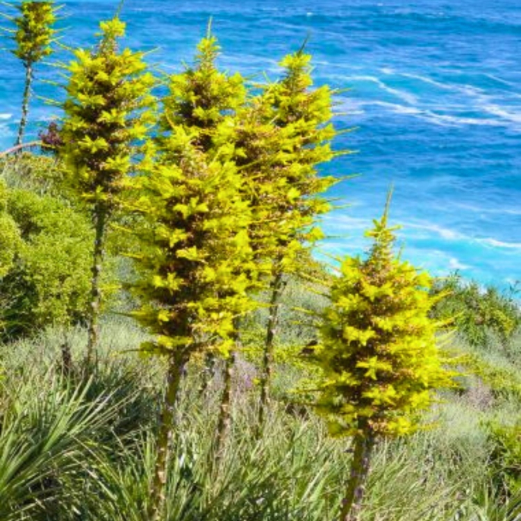 Nasiona-Puya-Chilijska-Puya-Chilensis (3).jpg