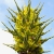 Nasiona-Puya-Chilijska-Puya-Chilensis (2).jpg