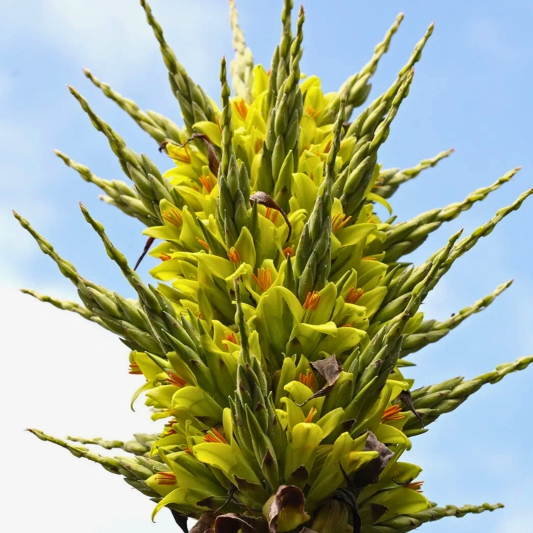 Nasiona-Puya-Chilijska-Puya-Chilensis (2).jpg