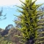 Nasiona-Puya-Chilijska-Puya-Chilensis (1).jpg