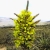 Nasiona-Puya-Chilijska-Puya-Chilensis.jpg