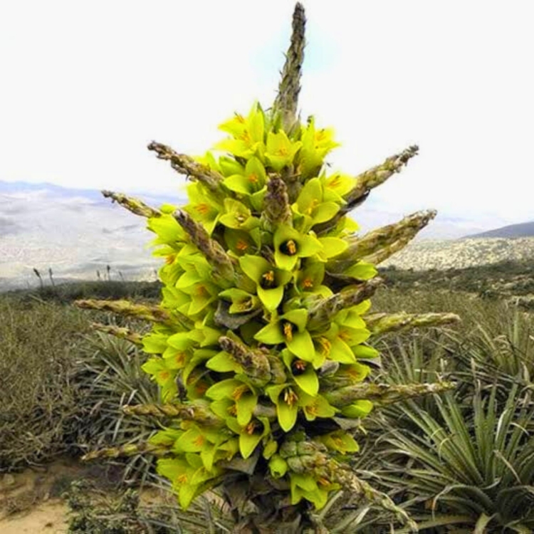 Nasiona-Puya-Chilijska-Puya-Chilensis.jpg