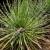 Nasiona-Agawy-Dwukiatowej-Agave-Geminiflora  (3).jpg