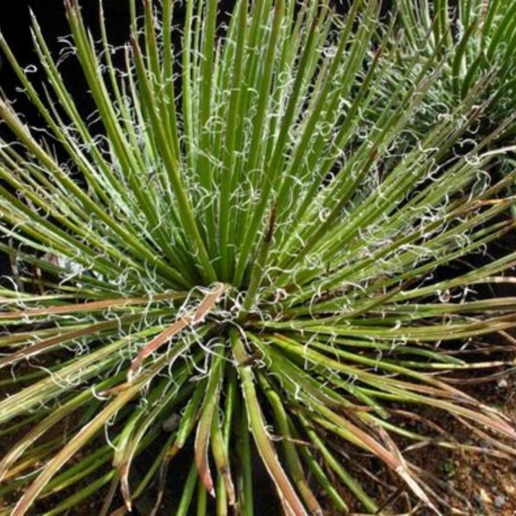 Nasiona-Agawy-Dwukiatowej-Agave-Geminiflora  (3).jpg
