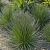 Nasiona-Agawy-Dwukiatowej-Agave-Geminiflora  (2).jpg
