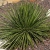 Nasiona-Agawy-Dwukiatowej-Agave-Geminiflora  (1).jpg