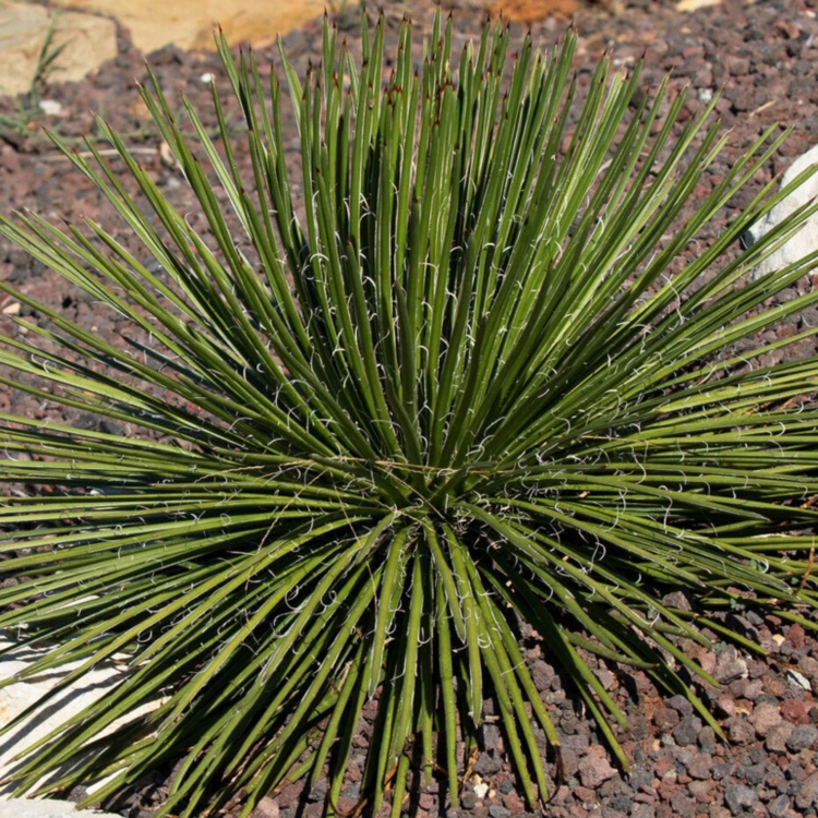 Nasiona-Agawy-Dwukiatowej-Agave-Geminiflora  (1).jpg