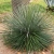 Nasiona-Agawy-Dwukiatowej-Agave-Geminiflora .jpg