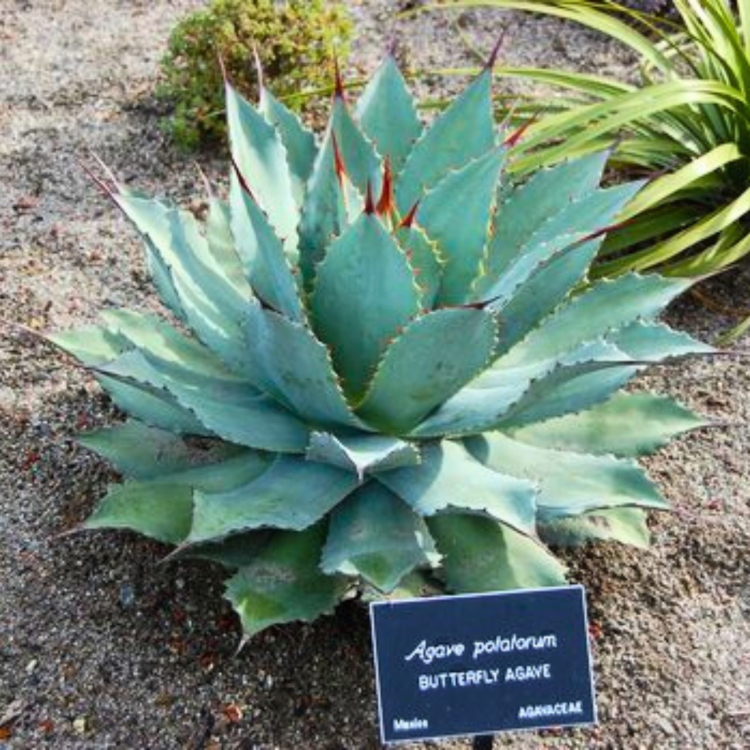 Nasiona-Agawy-Potatorum-Agave-Potatorum (3).jpg