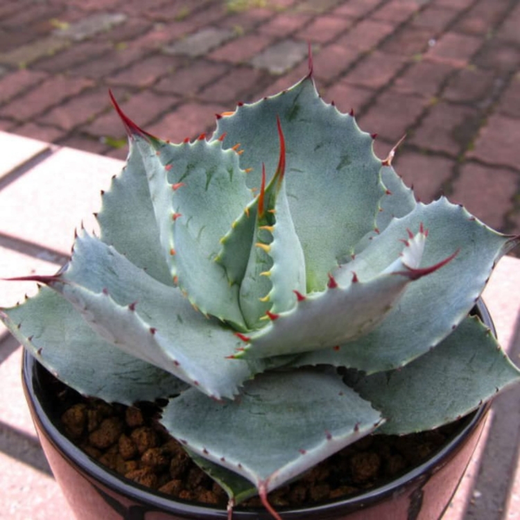 Nasiona-Agawy-Potatorum-Agave-Potatorum (2).jpg