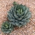 Nasiona-Agawy-Potatorum-Agave-Potatorum (1).jpg