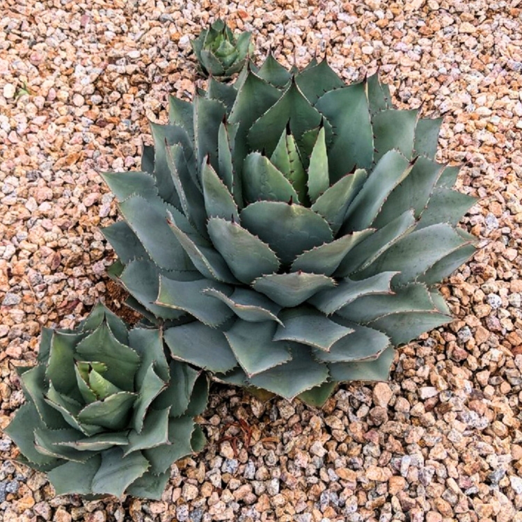 Nasiona-Agawy-Potatorum-Agave-Potatorum (1).jpg