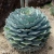Nasiona-Agawy-Potatorum-Agave-Potatorum.jpg