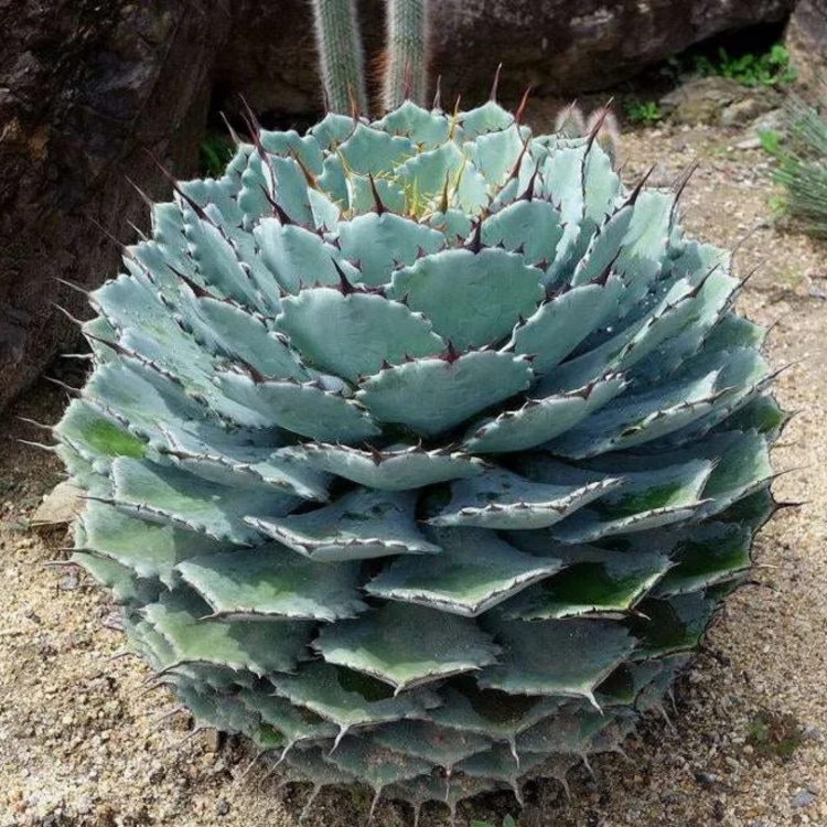 Nasiona-Agawy-Potatorum-Agave-Potatorum.jpg