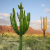 Nasiona-Wilczomlecza-Wielkiego-Euphorbia-Ingens (6).png