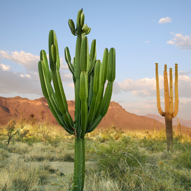 Nasiona-Wilczomlecza-Wielkiego-Euphorbia-Ingens (6).png