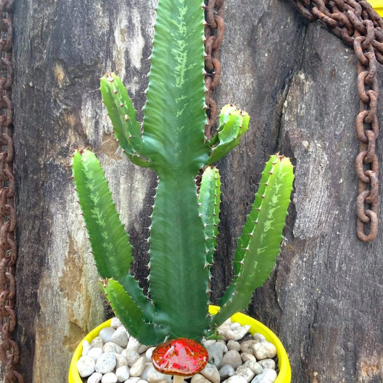 Nasiona-Wilczomlecza-Wielkiego-Euphorbia-Ingens (5).png