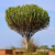 Nasiona-Wilczomlecza-Wielkiego-Euphorbia-Ingens (4).png