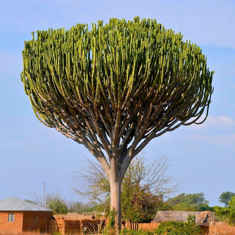 Nasiona-Wilczomlecza-Wielkiego-Euphorbia-Ingens (4).png