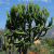 Nasiona-Wilczomlecza-Wielkiego-Euphorbia-Ingens (3).png