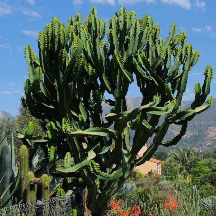Nasiona-Wilczomlecza-Wielkiego-Euphorbia-Ingens (3).png