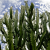 Nasiona-Wilczomlecza-Wielkiego-Euphorbia-Ingens (2).png