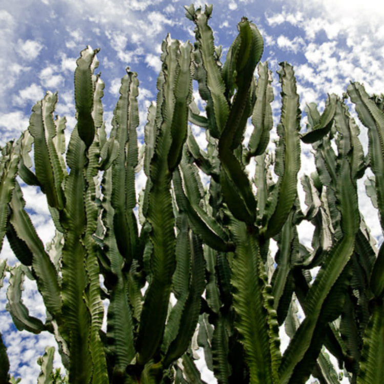 Nasiona-Wilczomlecza-Wielkiego-Euphorbia-Ingens (2).png
