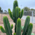Nasiona-Wilczomlecza-Wielkiego-Euphorbia-Ingens (1).png