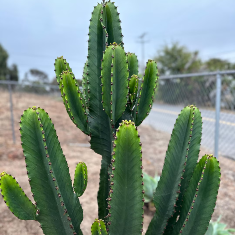 Nasiona-Wilczomlecza-Wielkiego-Euphorbia-Ingens (1).png