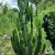 Nasiona-Wilczomlecza-Wielkiego-Euphorbia-Ingens.png