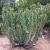 Nasiona-Wilczomlecza-Wielkokolczastowego-Euphorbia-Grandicornis (3).jpg