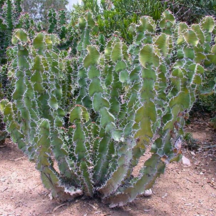 Nasiona-Wilczomlecza-Wielkokolczastowego-Euphorbia-Grandicornis (3).jpg