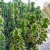 Nasiona-Wilczomlecza-Wielkokolczastowego-Euphorbia-Grandicornis (2).jpg