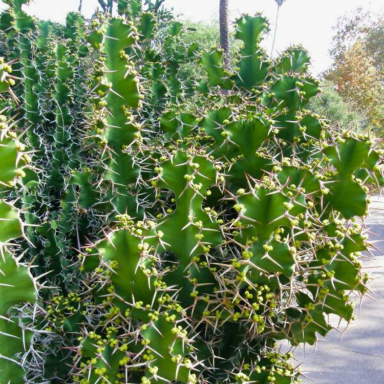 Nasiona-Wilczomlecza-Wielkokolczastowego-Euphorbia-Grandicornis (2).jpg