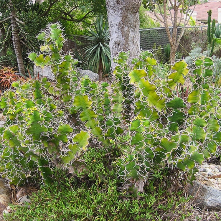 Nasiona-Wilczomlecza-Wielkokolczastowego-Euphorbia-Grandicornis (1).jpg