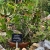Nasiona-Wilczomlecza-Wielkokolczastowego-Euphorbia-Grandicornis.jpg