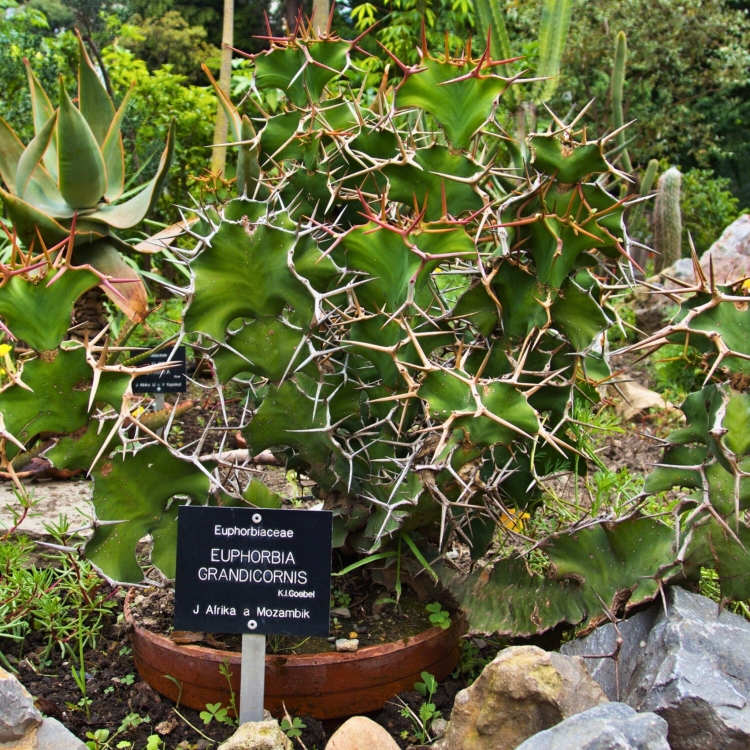 Nasiona-Wilczomlecza-Wielkokolczastowego-Euphorbia-Grandicornis.jpg