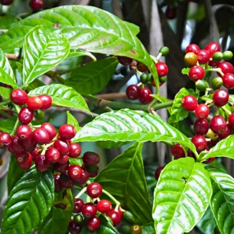 Nasiona-Kawy-Arabskiej-Coffea-Arabica.jpg