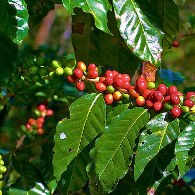 Nasiona-Kawy-Arabskiej-Coffea-Arabica (1).jpg