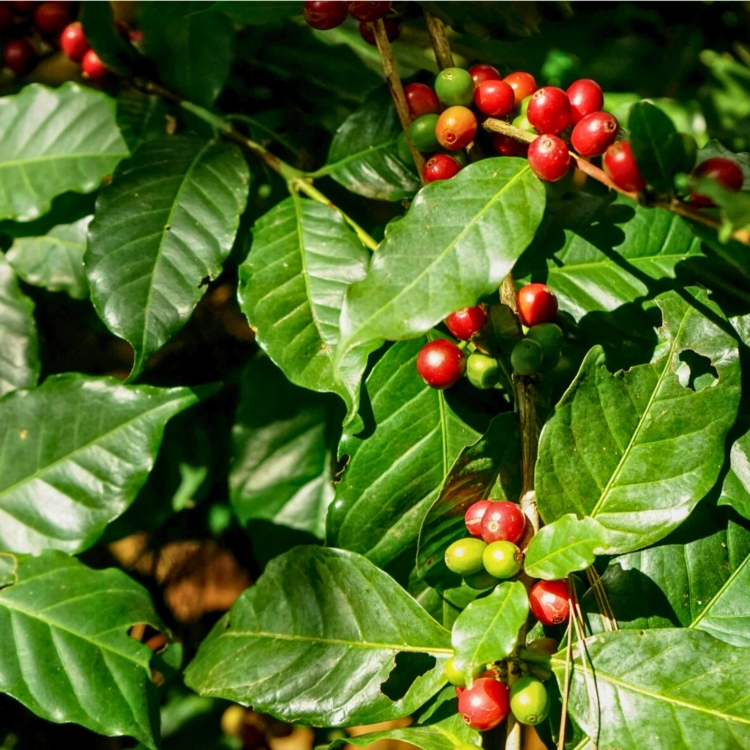 Nasiona-Kawy-Arabskiej-Coffea-Arabica (2).jpg