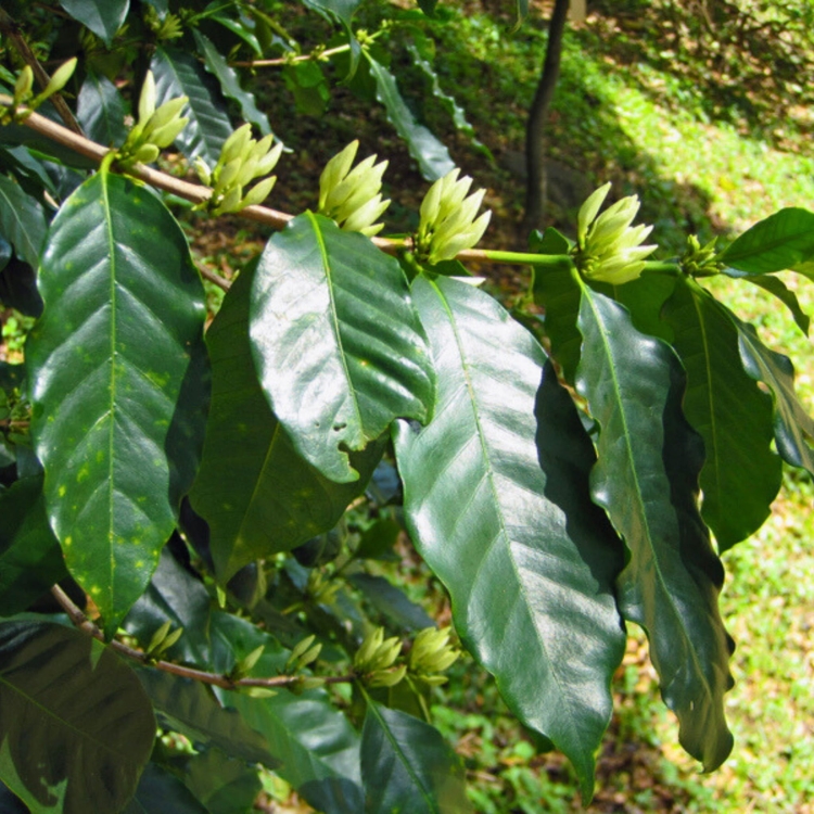 Nasiona-Kawy-Arabskiej-Coffea-Arabica (3).jpg
