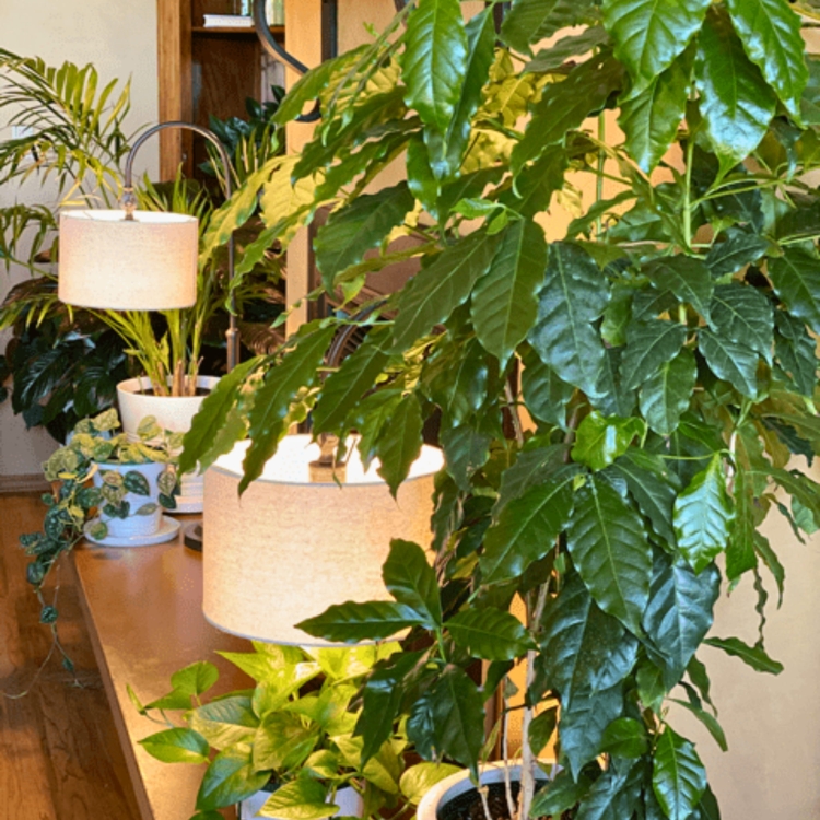 Nasiona-Kawy-Arabskiej-Coffea-Arabica (4).jpg