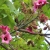 Nasiona-Drzewa-Koronkowego-Brachychiton-Discolor (6).jpg