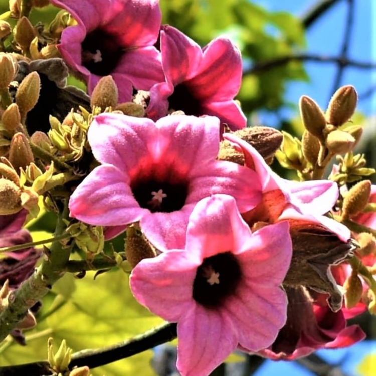 Nasiona-Drzewa-Koronkowego-Brachychiton-Discolor (5).jpg