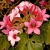 Nasiona-Drzewa-Koronkowego-Brachychiton-Discolor (3).jpg