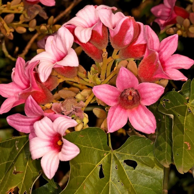 Nasiona-Drzewa-Koronkowego-Brachychiton-Discolor (3).jpg