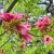 Nasiona-Drzewa-Koronkowego-Brachychiton-Discolor (2).jpg