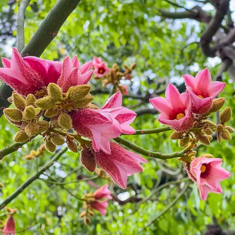 Nasiona-Drzewa-Koronkowego-Brachychiton-Discolor (2).jpg