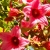 Nasiona-Drzewa-Koronkowego-Brachychiton-Discolor (1).jpg
